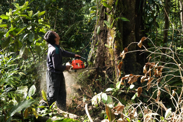 Best Fruit Tree Pruning  in Brightwood, VA