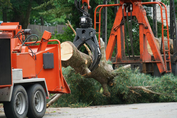 Why Choose Our Tree Removal Services in Brightwood, VA?